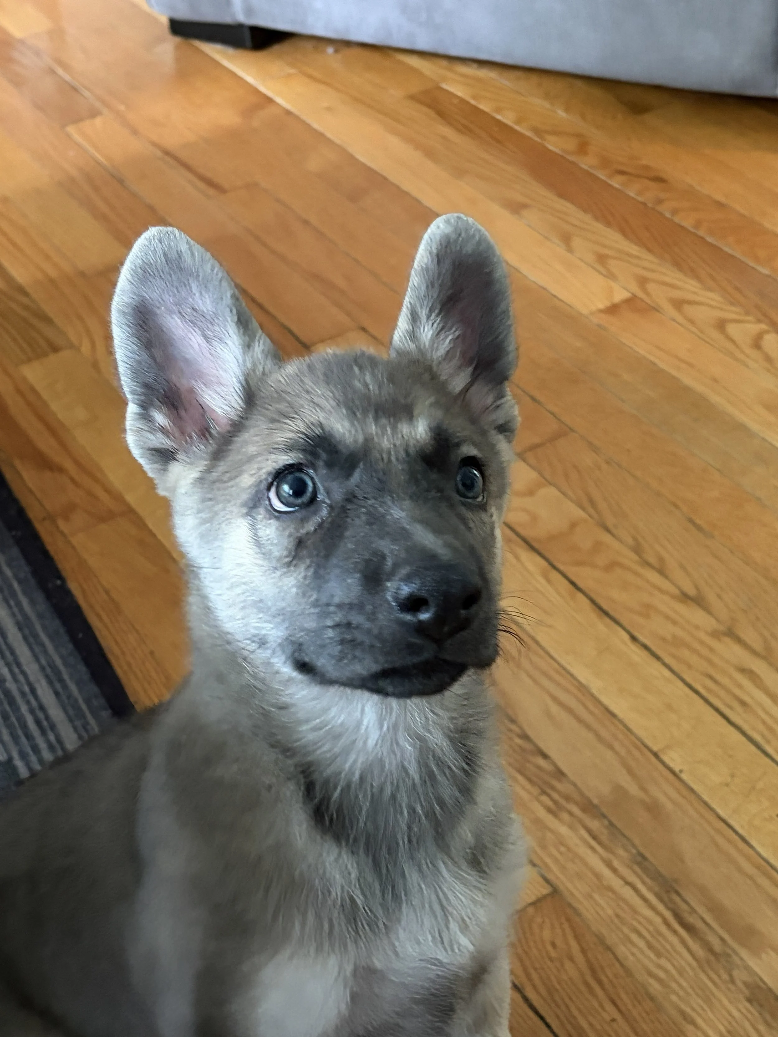 Ella