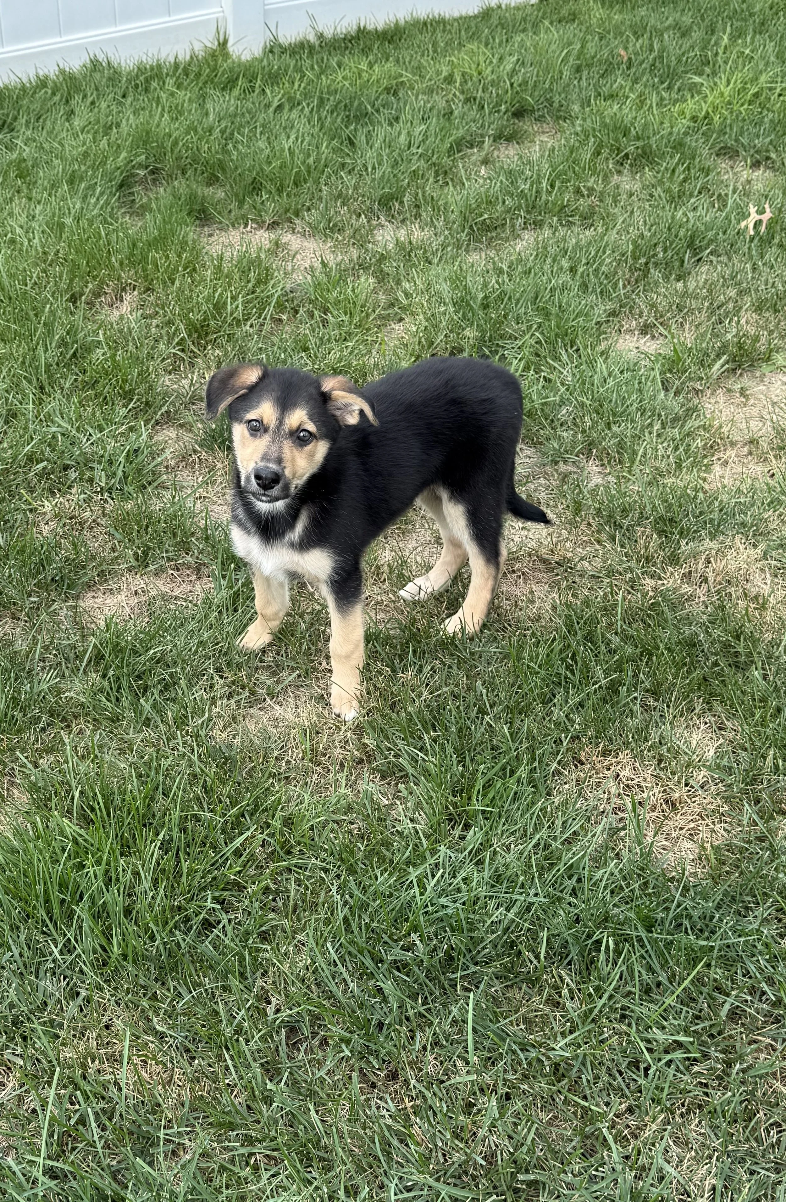 Delilah