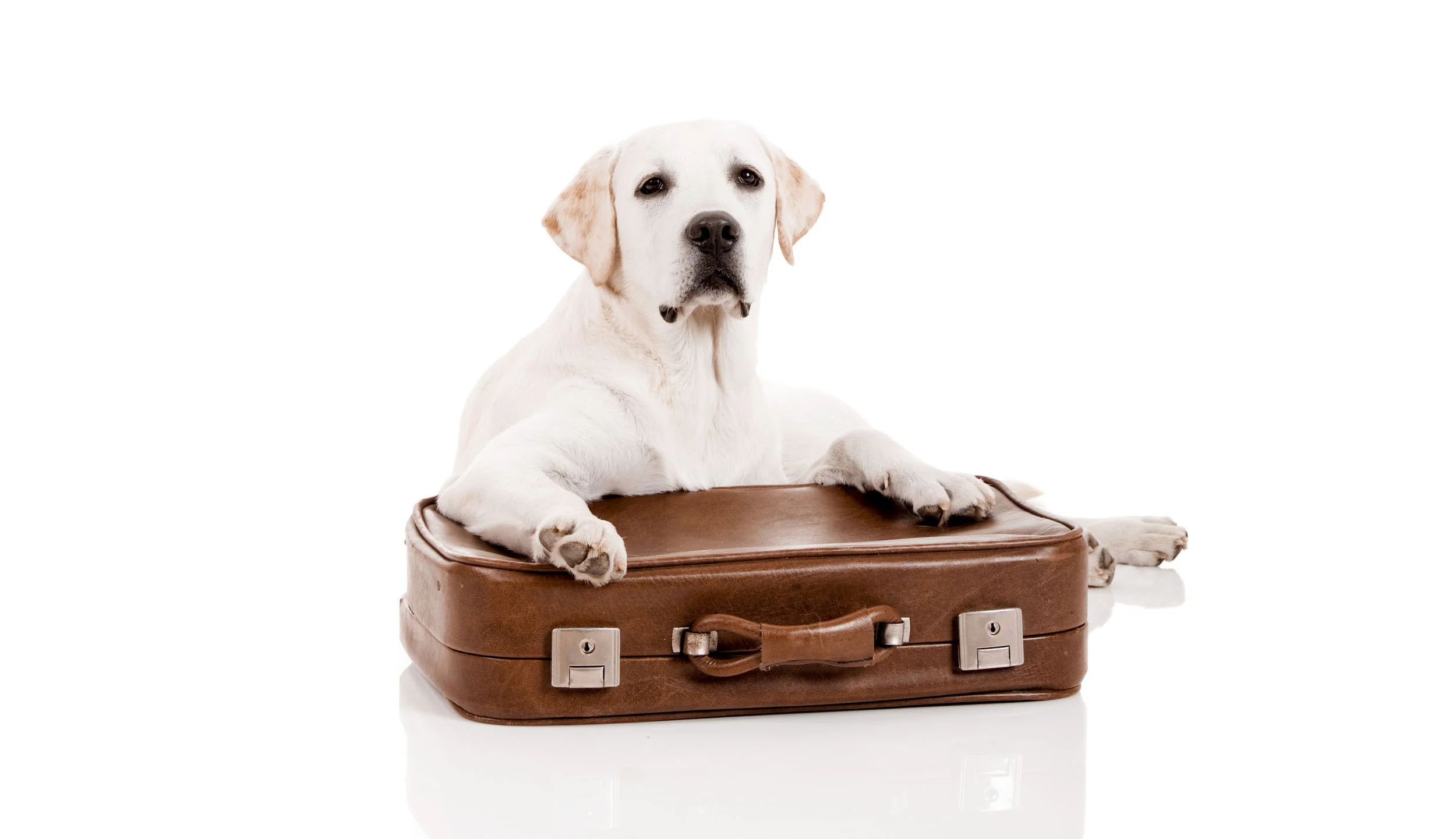 paws & relax pet spa