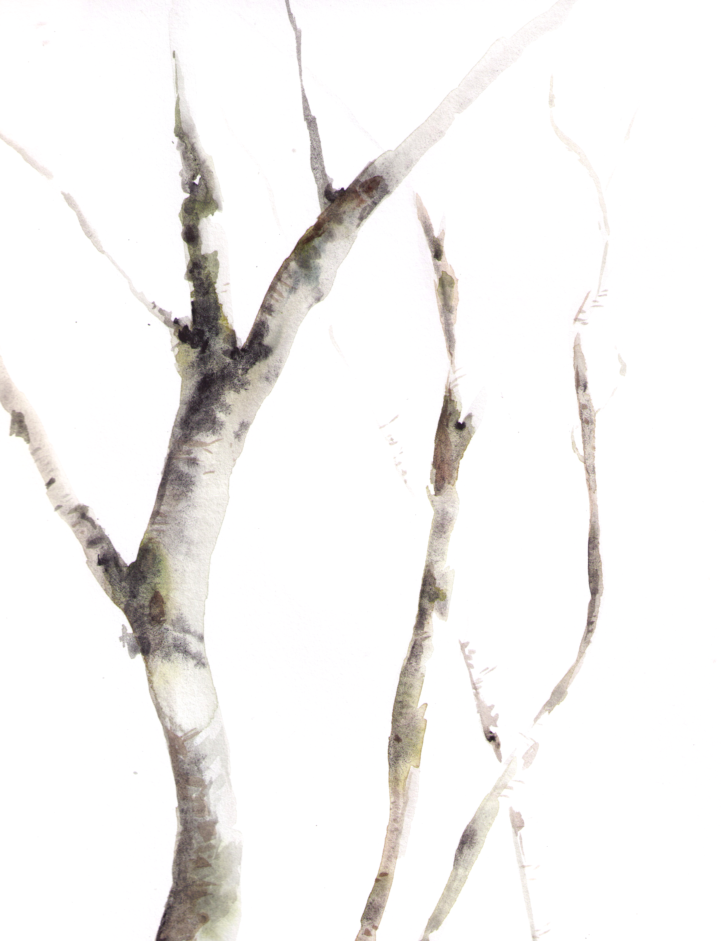 birches (1) copy.png