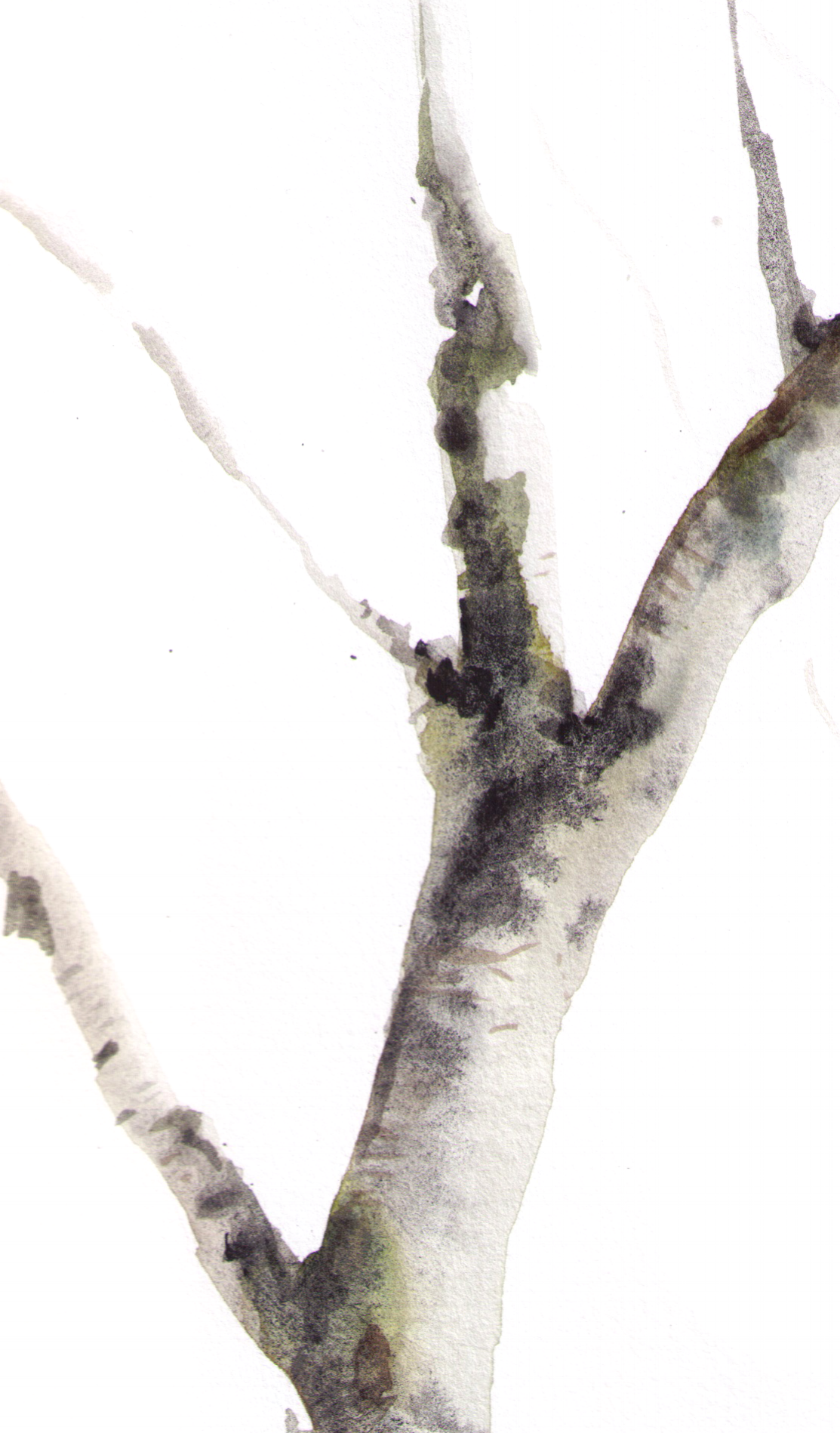 birches (1) copy.png