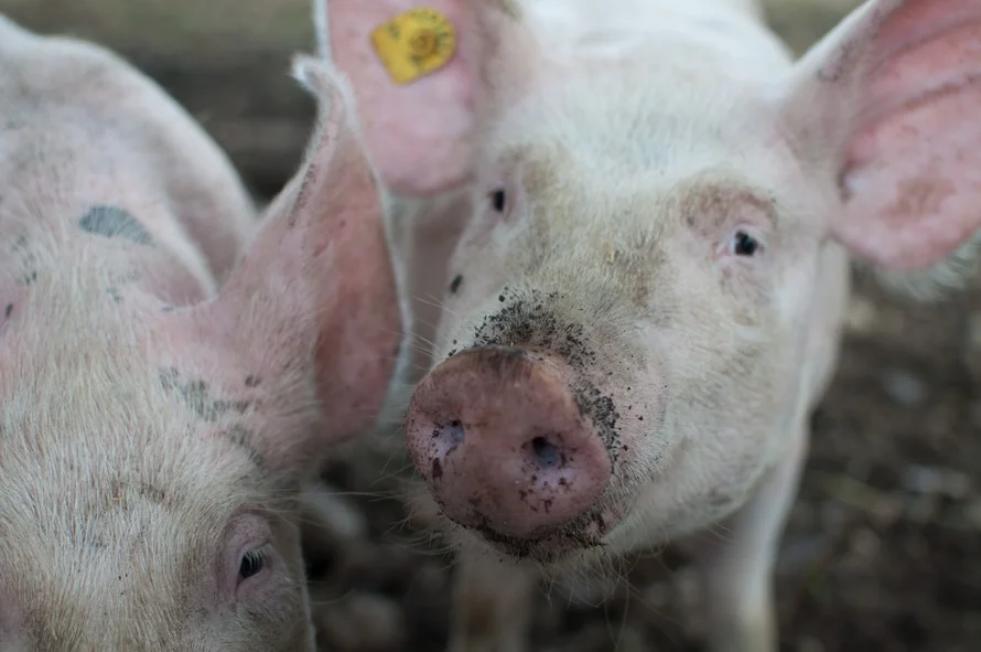 Important Monitoring Considerations for Raising Hogs