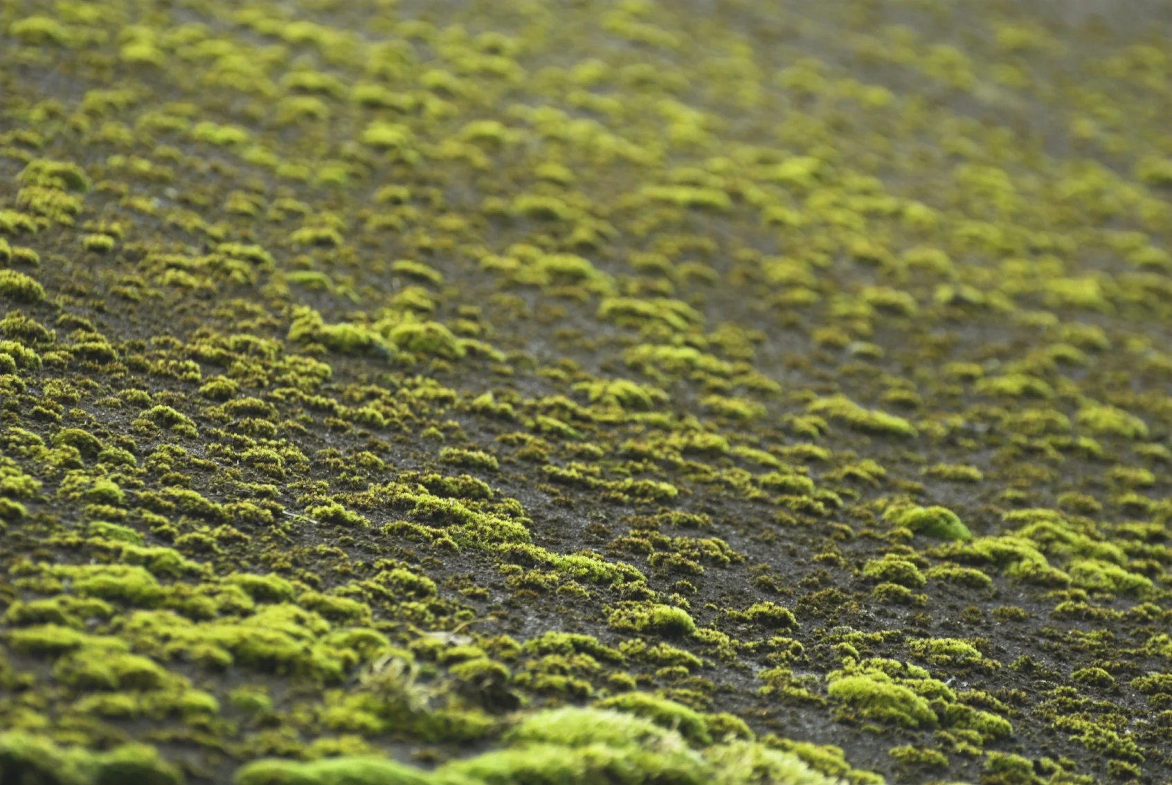 iStock_000010792386_Medium.jpg