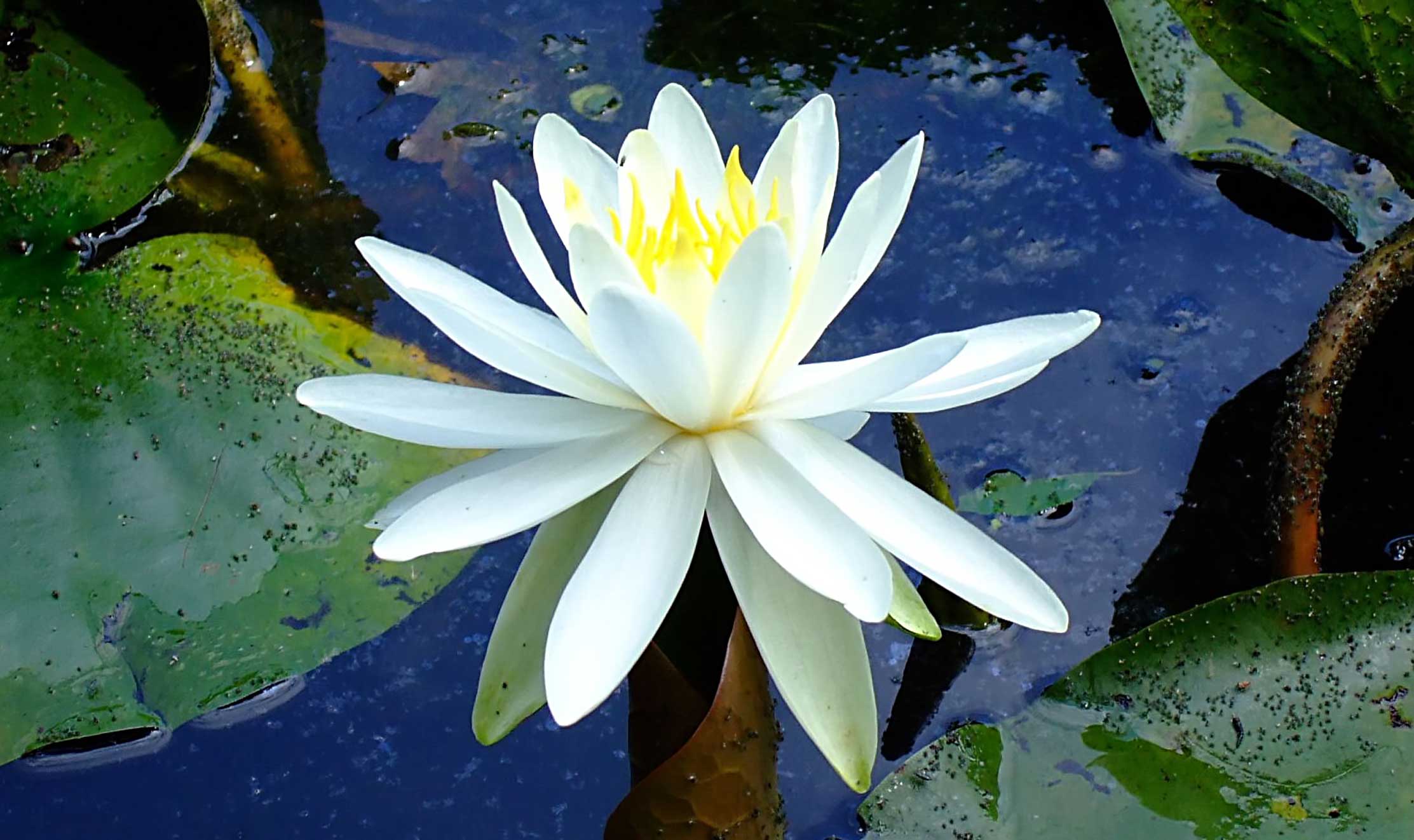 water-lily.jpg
