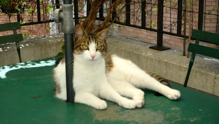 Mon défunt Kiwi, le chat le plus incroyable de la terre. J'espère que sa nouvelle vie est encore mieux que la précédente! (Bien que soyons réalistes, sans moi c'est difficile :p)