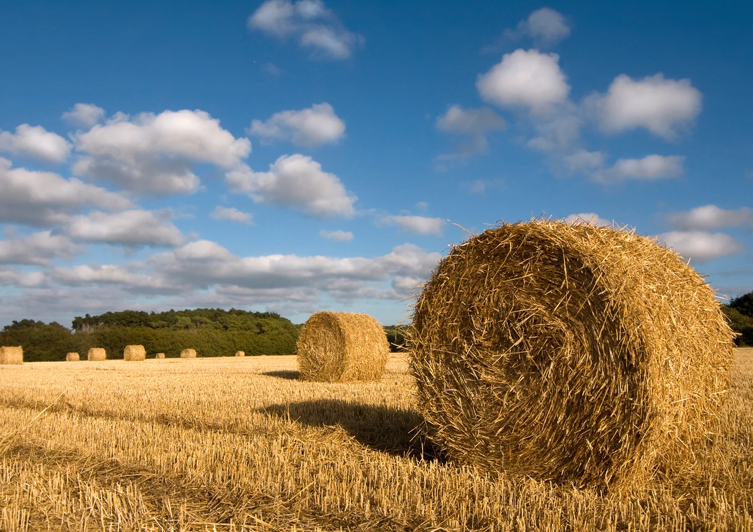 Golden hay bales in a harvested field under a partly cloudy blue sky with distant trees.
