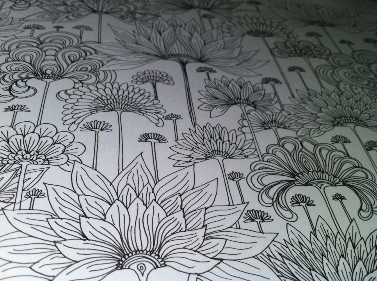The Meadow