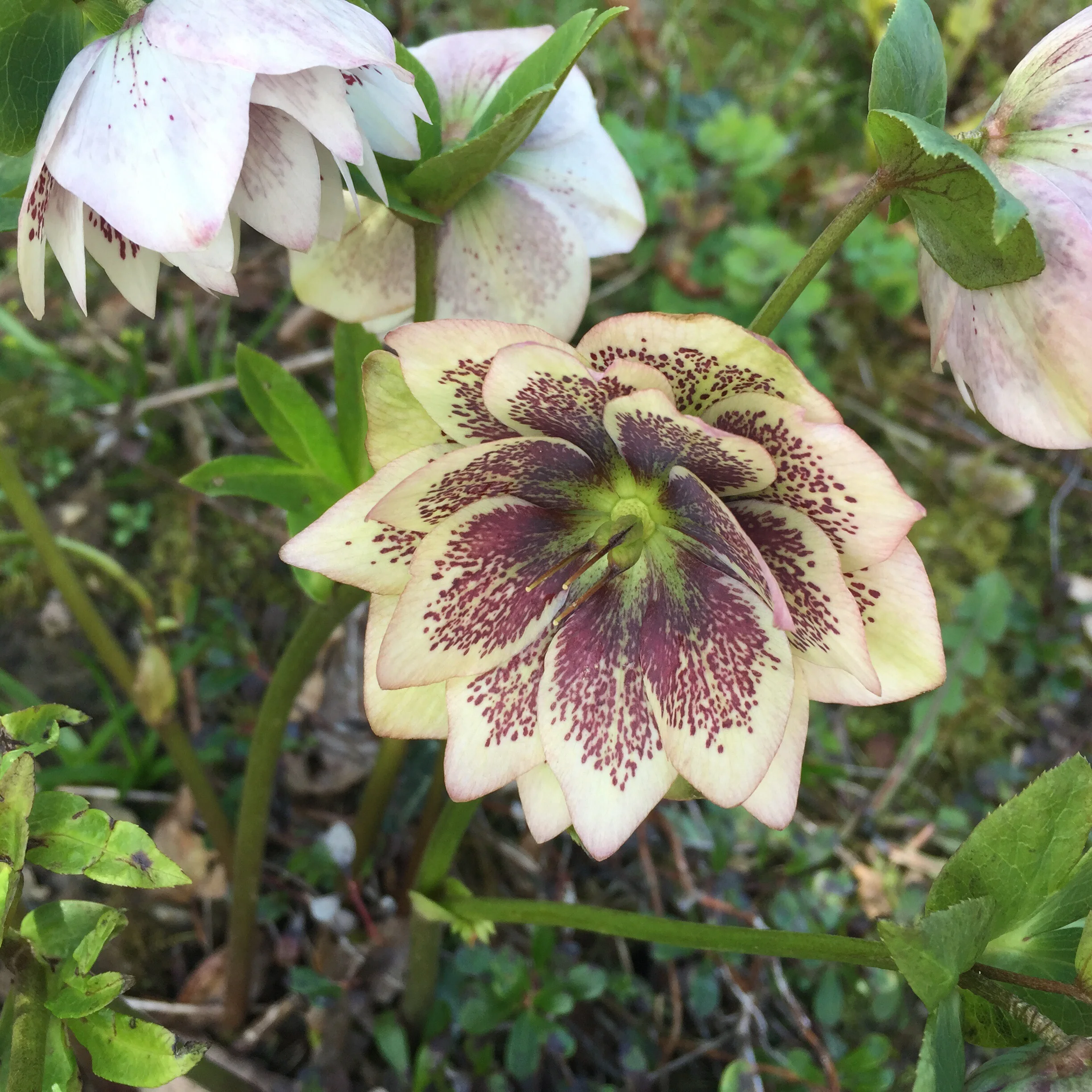 Hellebore at aberglasney