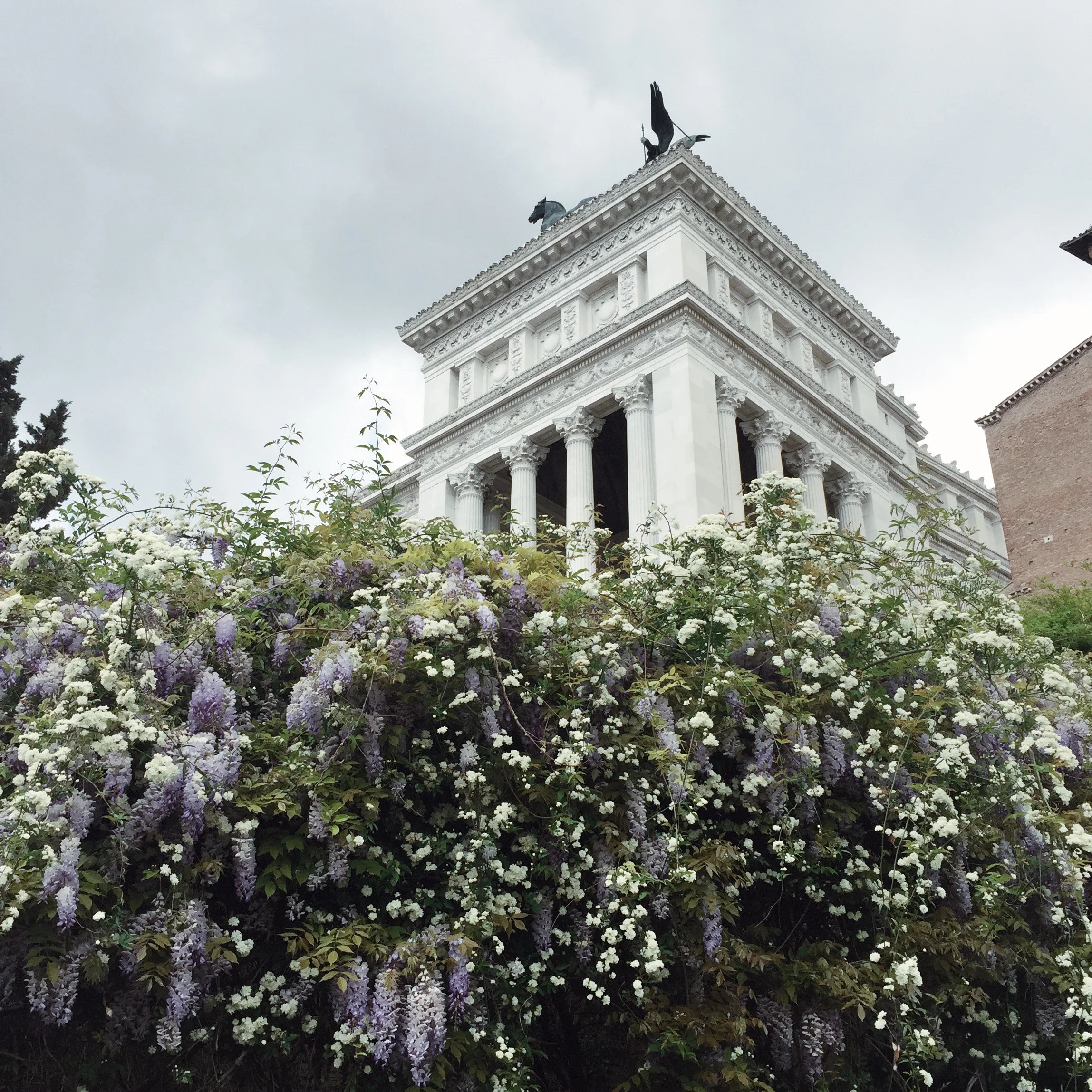 Roses and wisteria in Rome