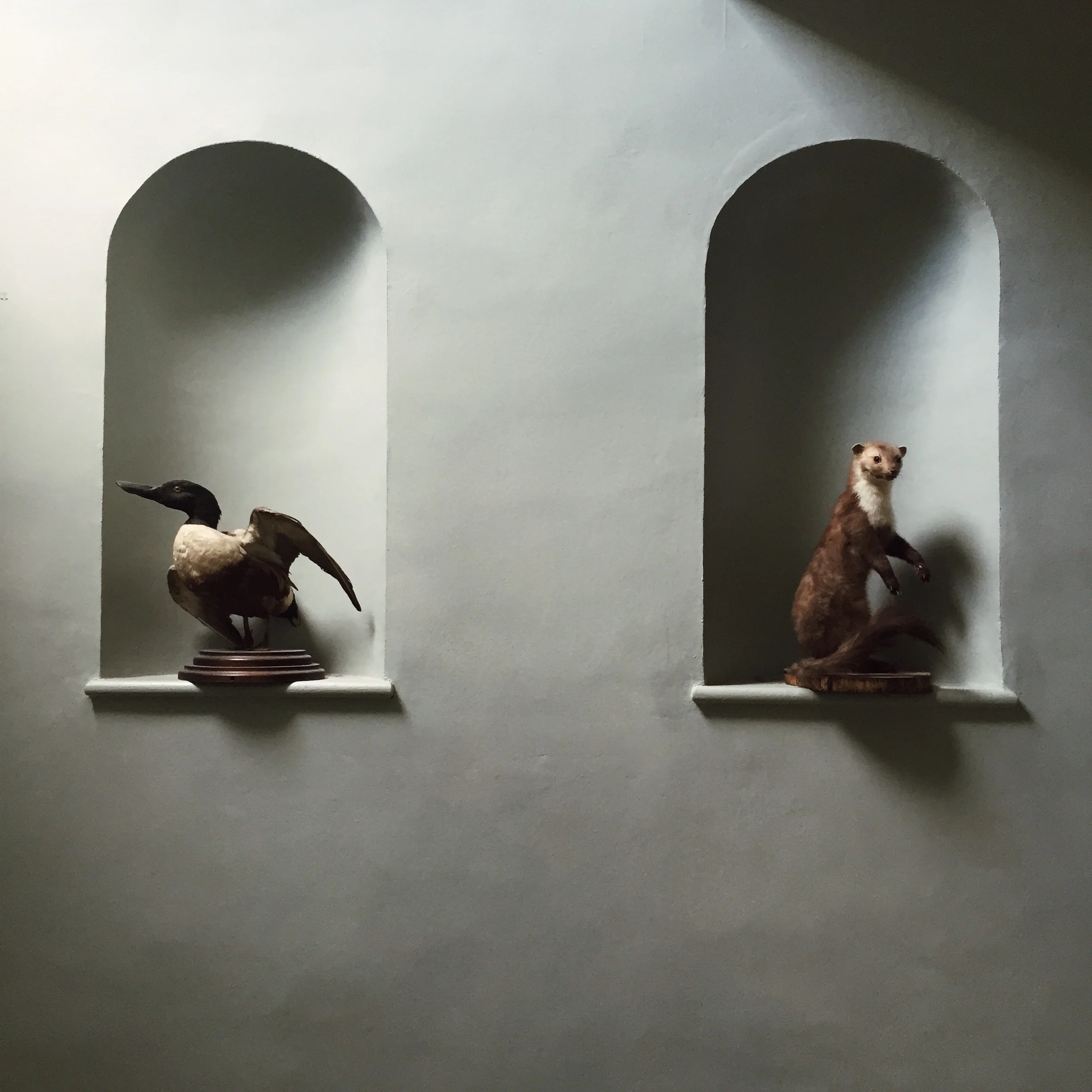 Taxidermy Deans Court Dorset