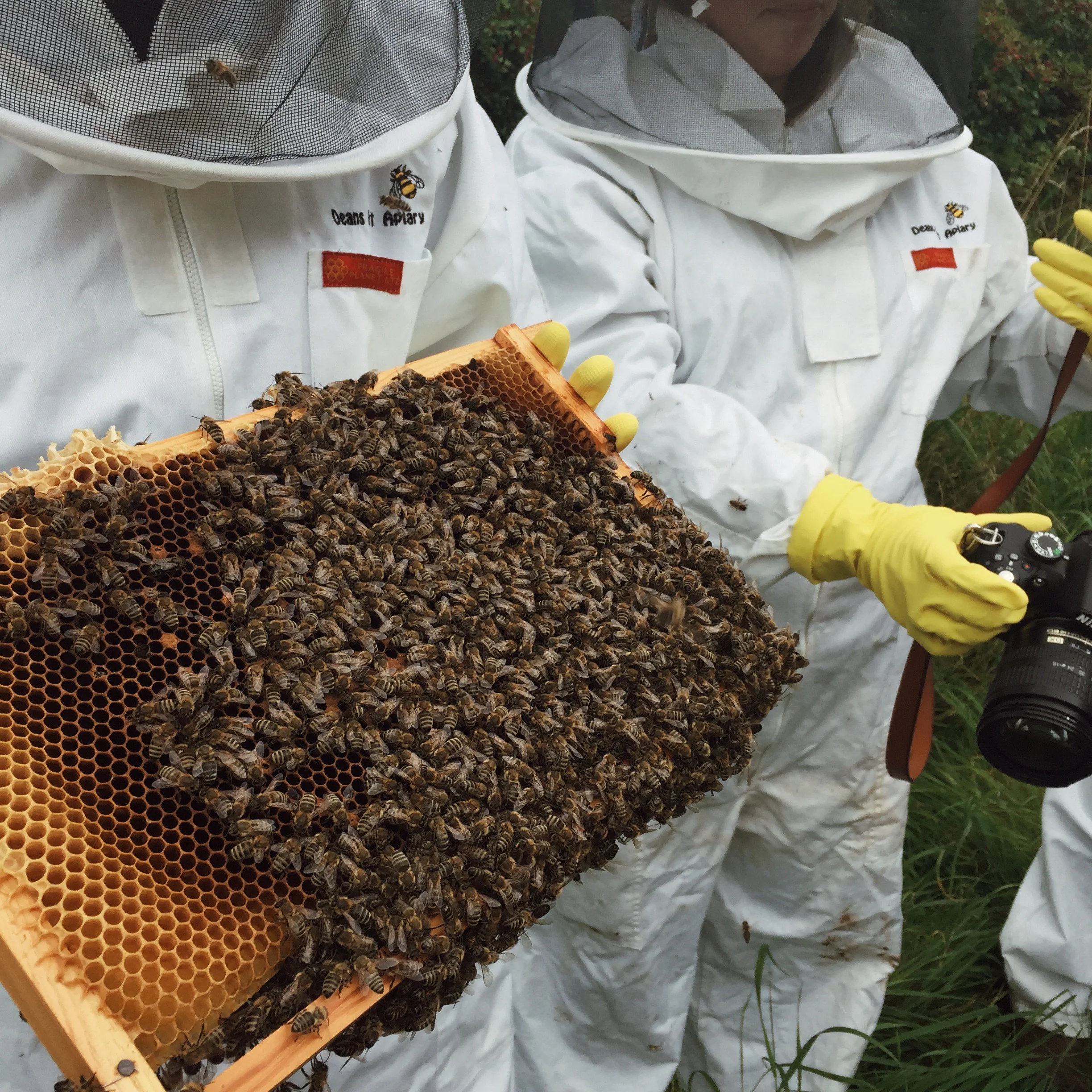 Bee keeping Deans Court Dorset