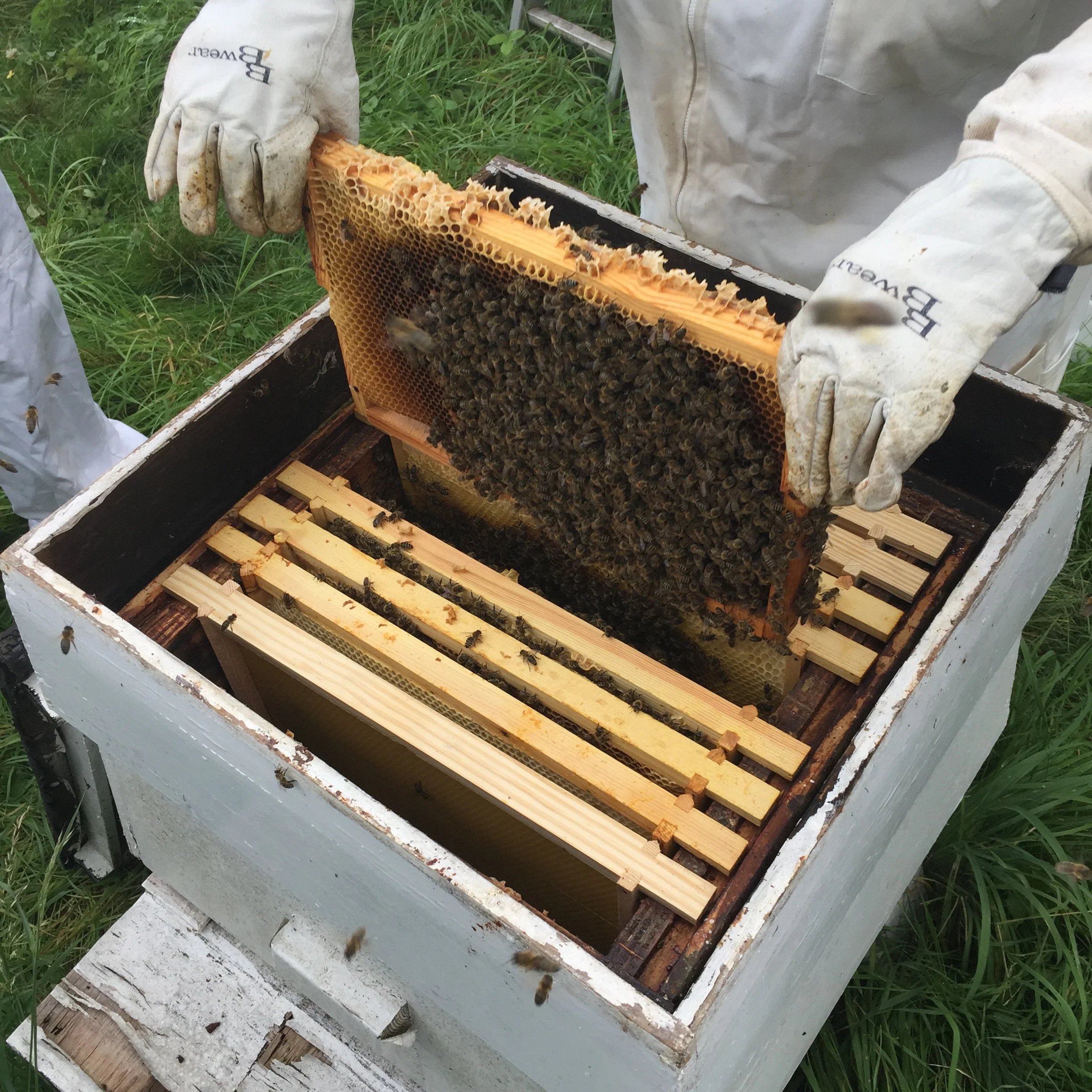 Honeycomb-honey-and-harvest-deans-court-teapot-explodes