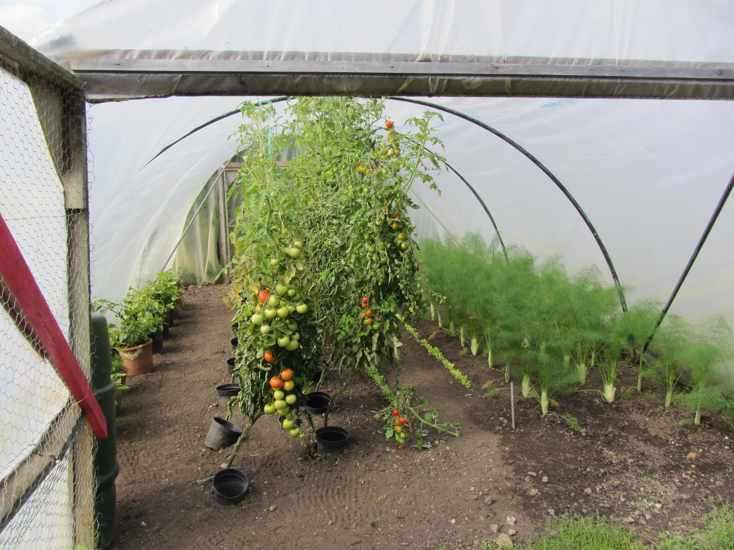Tomatoes and fennel grow at Deans Court, Dorset