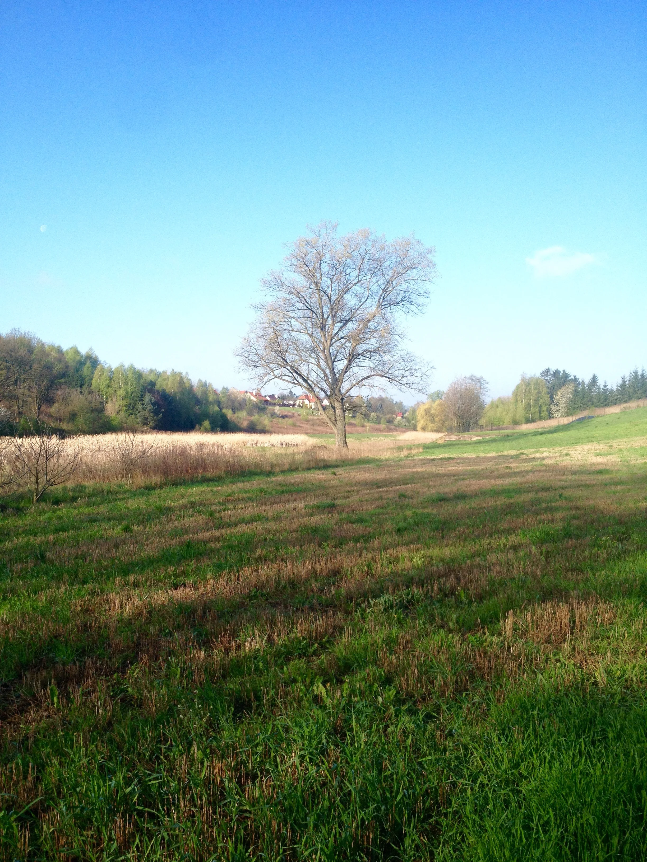 Big trees in a big open field. The beauty of nature! & the big blue sky & the beautiful green mark. Wuaw! It's even more beautiful when you look through your eyeball & not just an iPhone 4a lens.