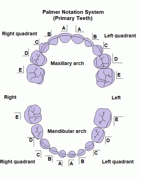 Basic Dental Terminology — S4S Dental