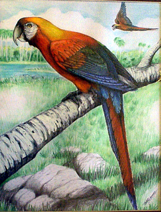 Macaw-2.jpg