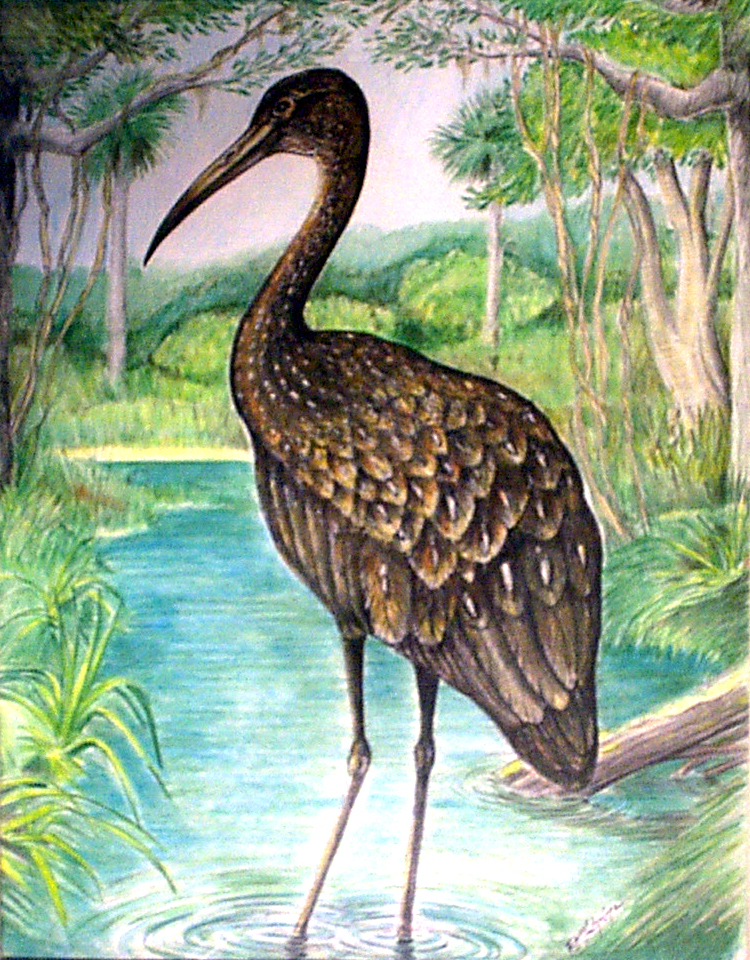 Limpkin-1.jpg