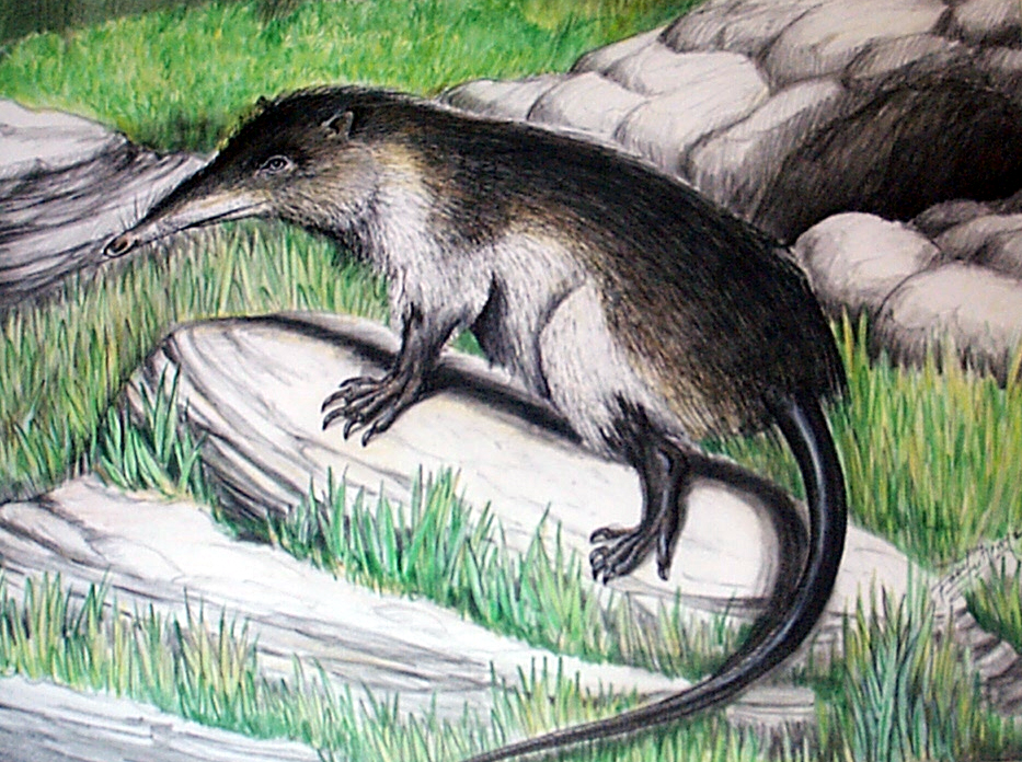 Solenodon-5.jpg