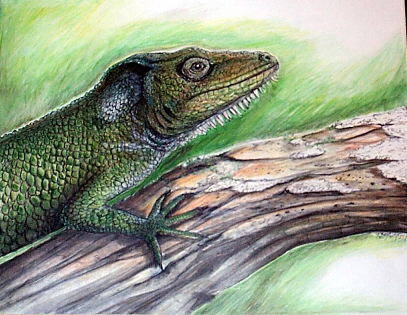 Anole-5.jpg