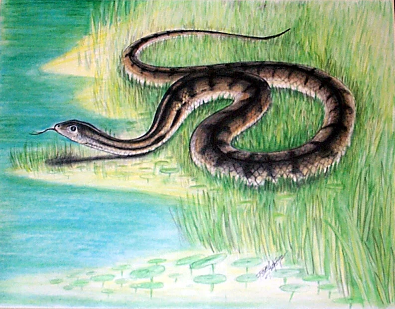 Snake-7.jpg