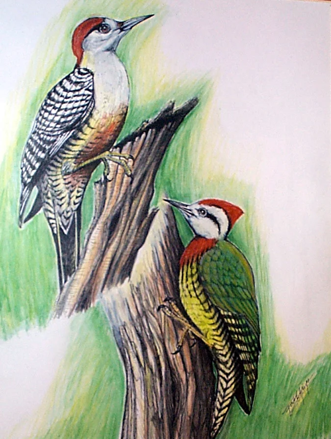 Woodpeck2-8.jpg