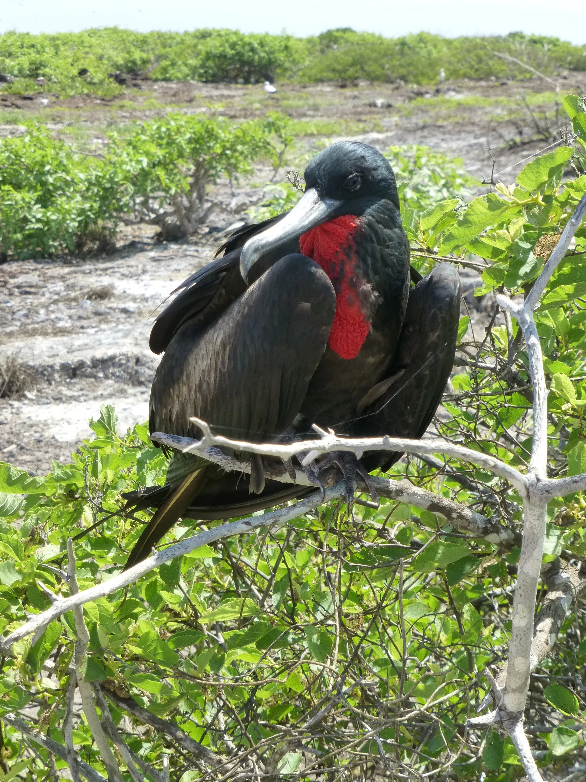 North Seymour Island