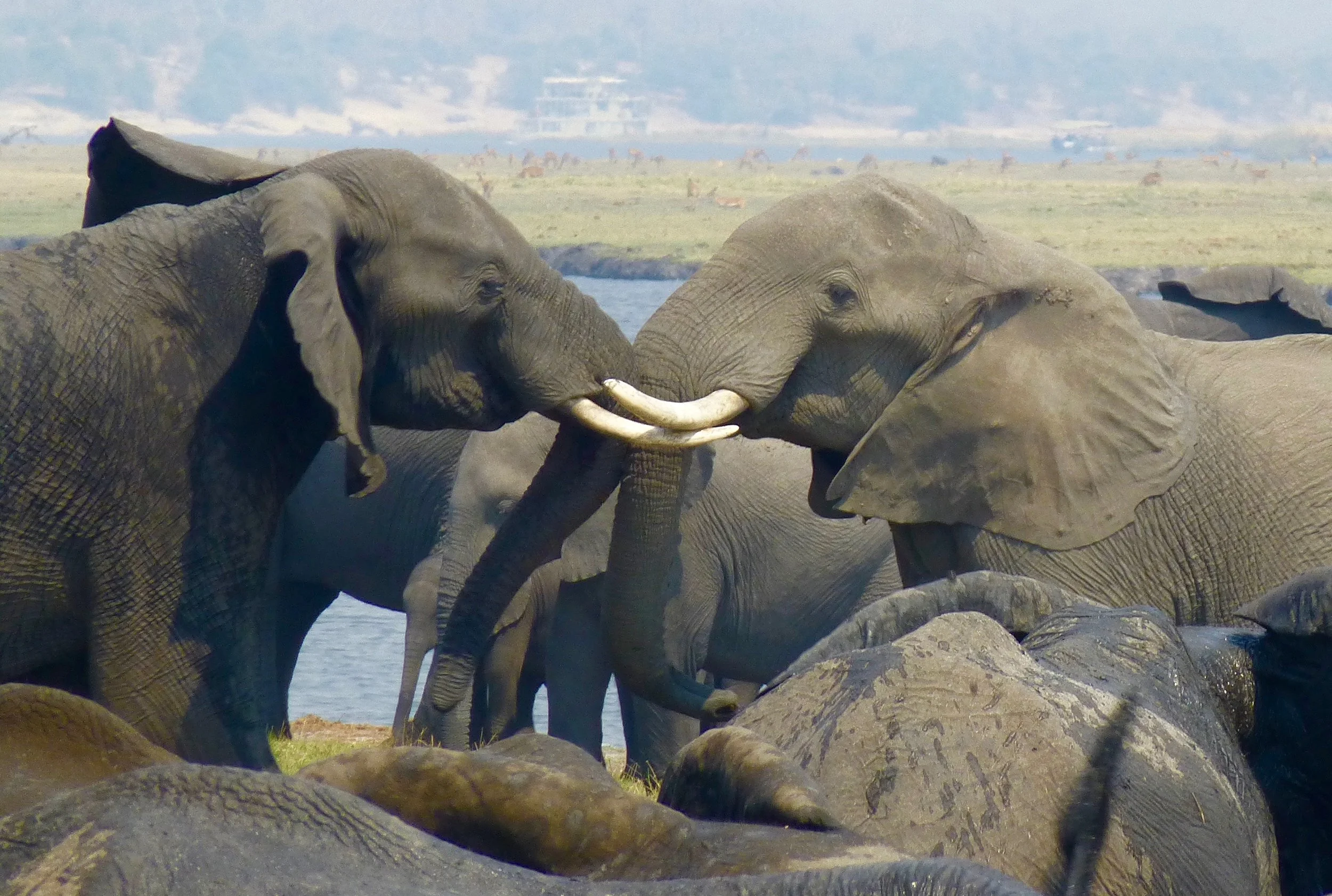 P1120219.jpg