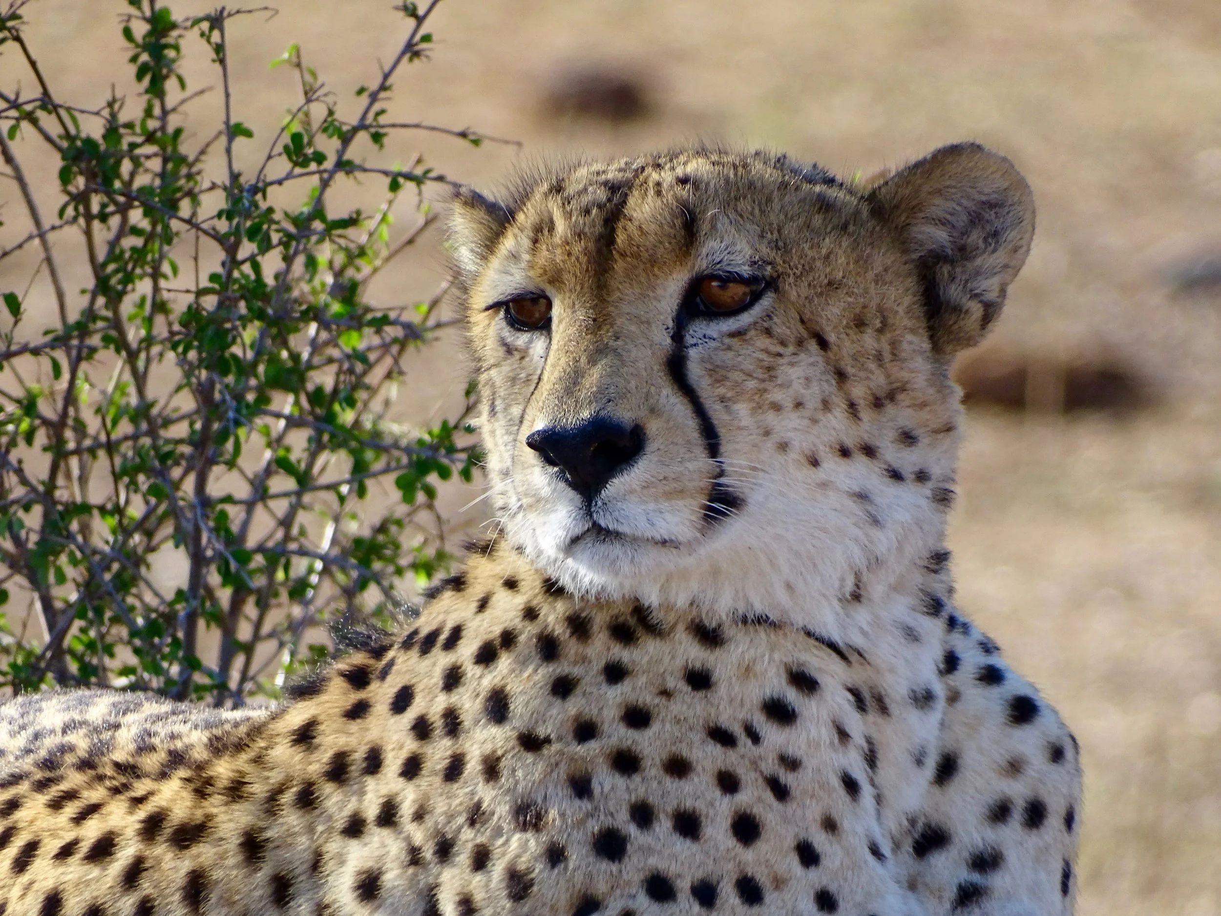 Cheetah - Speed That Kills — The Road Lance Traveled