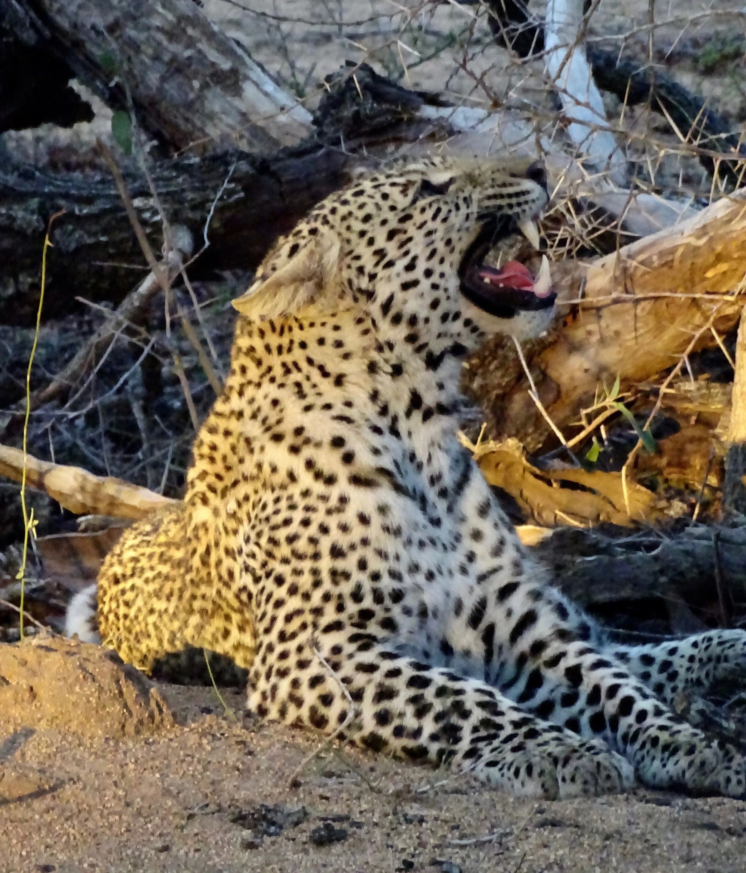 Leopard - Night Stalker