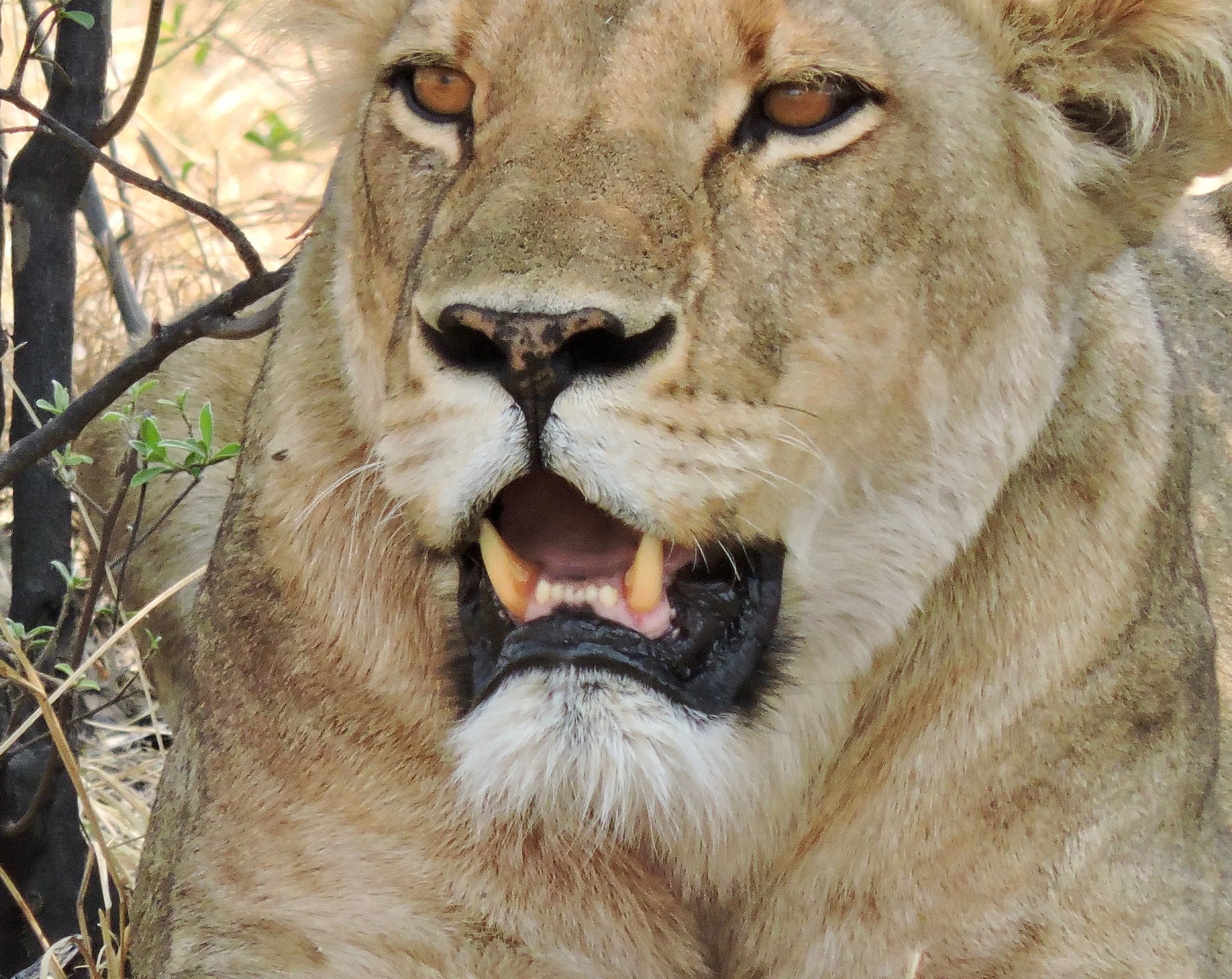 Africa - The Big Five