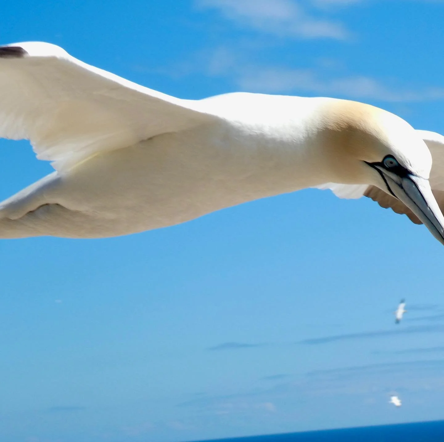 Gannet Colony - Gaspe