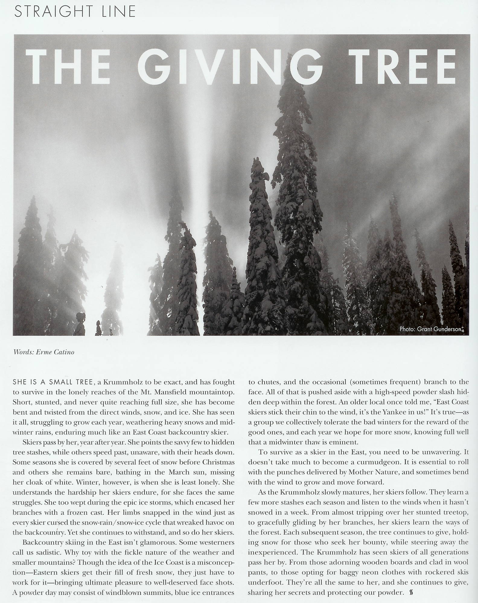 erme-givingtree.jpg