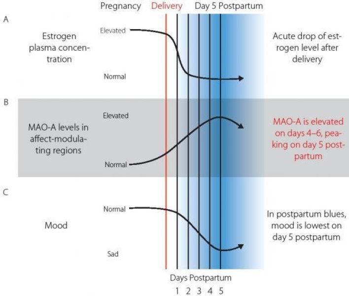 monoamine model of postpartum blues. a: after delivery, estrogen levels drop 100- to 1000fold; the estrogen decline is greatest during the first 3 to 4 days postpartum, with a modest decline thereafter. b: monoamine oxidase a (mao-a) levels are significantly greater in the early postpartum period, with a peak on day 5 postpartum. c: in the early postpartum period, up to 70% of mothers experience sadness, mood lability, anxiety, insomnia, poor appetite, and irritability, with mood being lowest on day 5 postpartum. credit: max planck institute for human cognitive and brain sciences