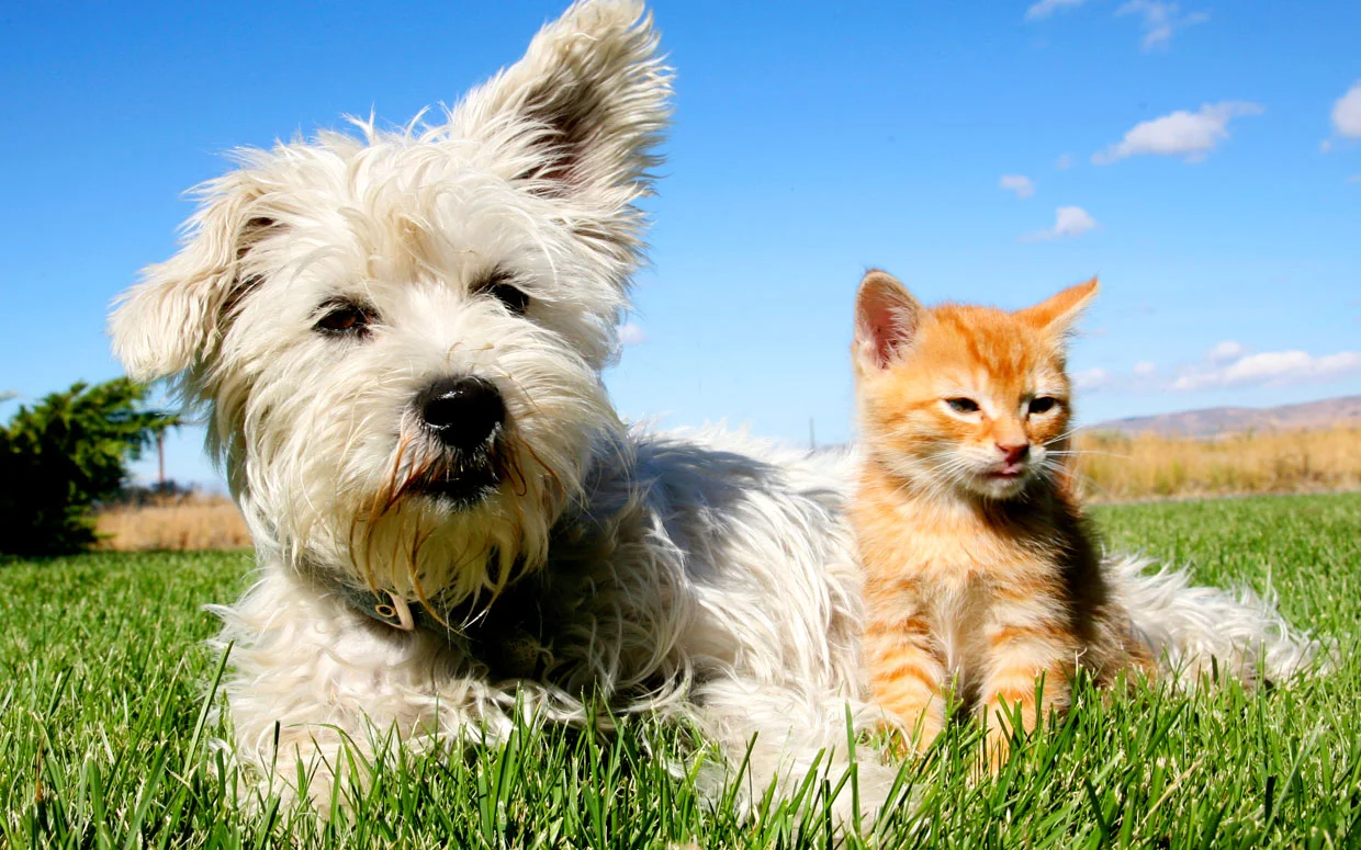 dog-cat-smarter-ftr.jpg