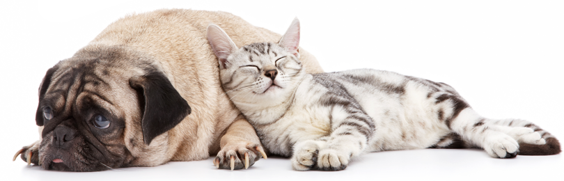 new_dog_and_cat.png
