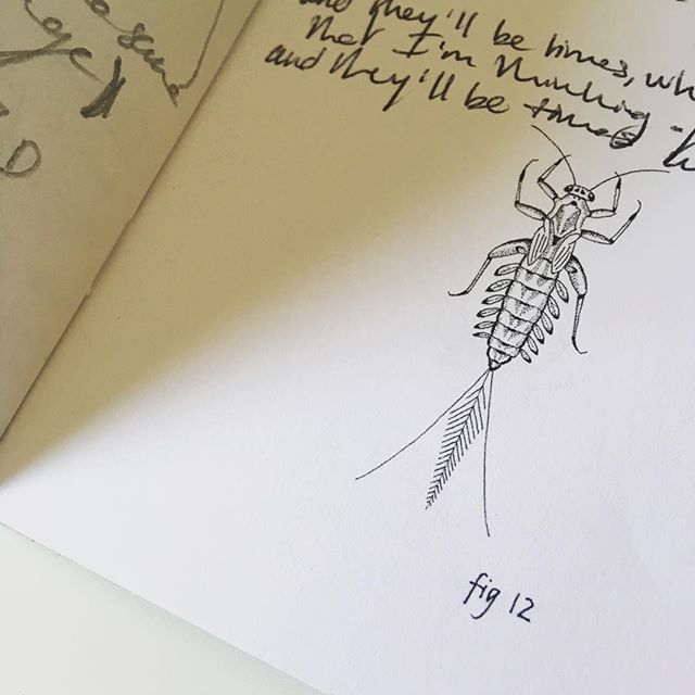 A Mayfly Jotter full of notes and sounds.... #mayfly #jotter #illustration #sounds #notes