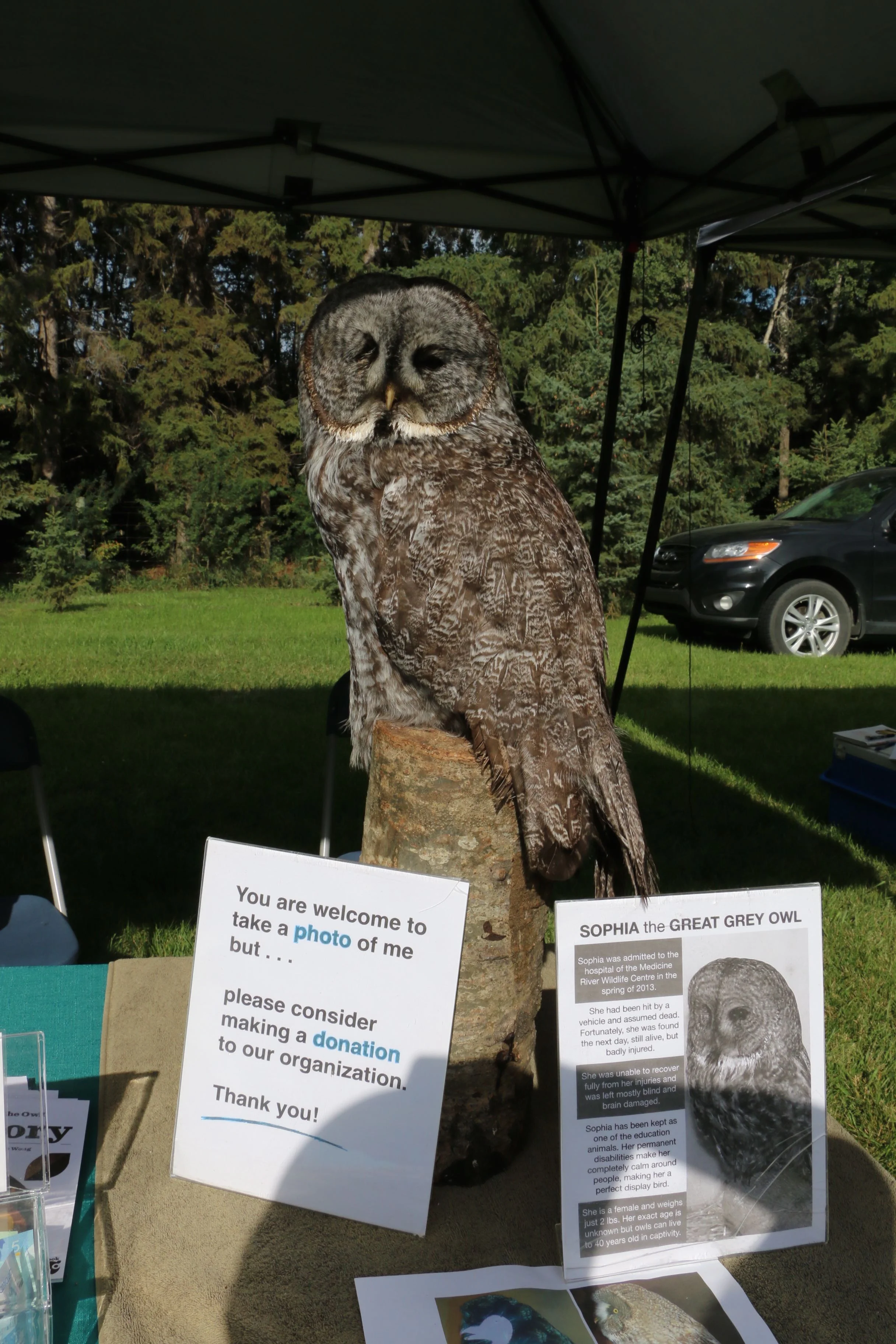 Harvest Fair at Stephansson House