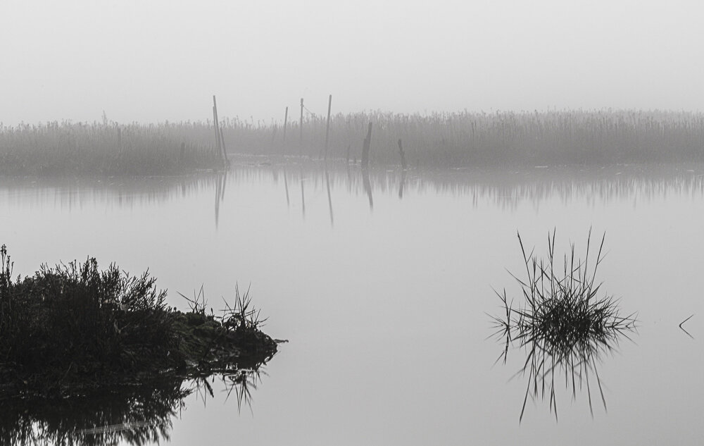 20201127-Woodbridge misty river walk-03733.JPG