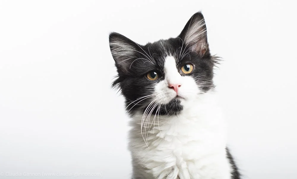 20231116-kittens and chloe-1138.jpg