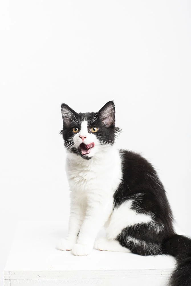 20231116-kittens and chloe-1127.jpg