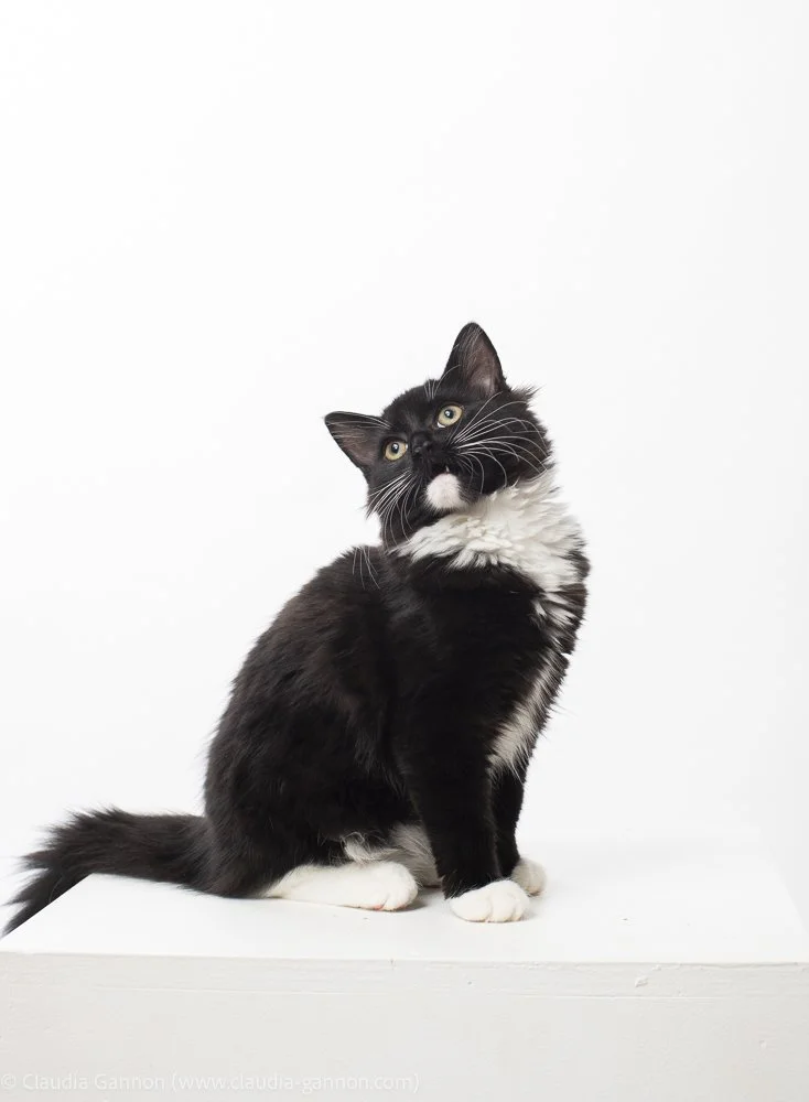 20231116-kittens and chloe-0949.jpg