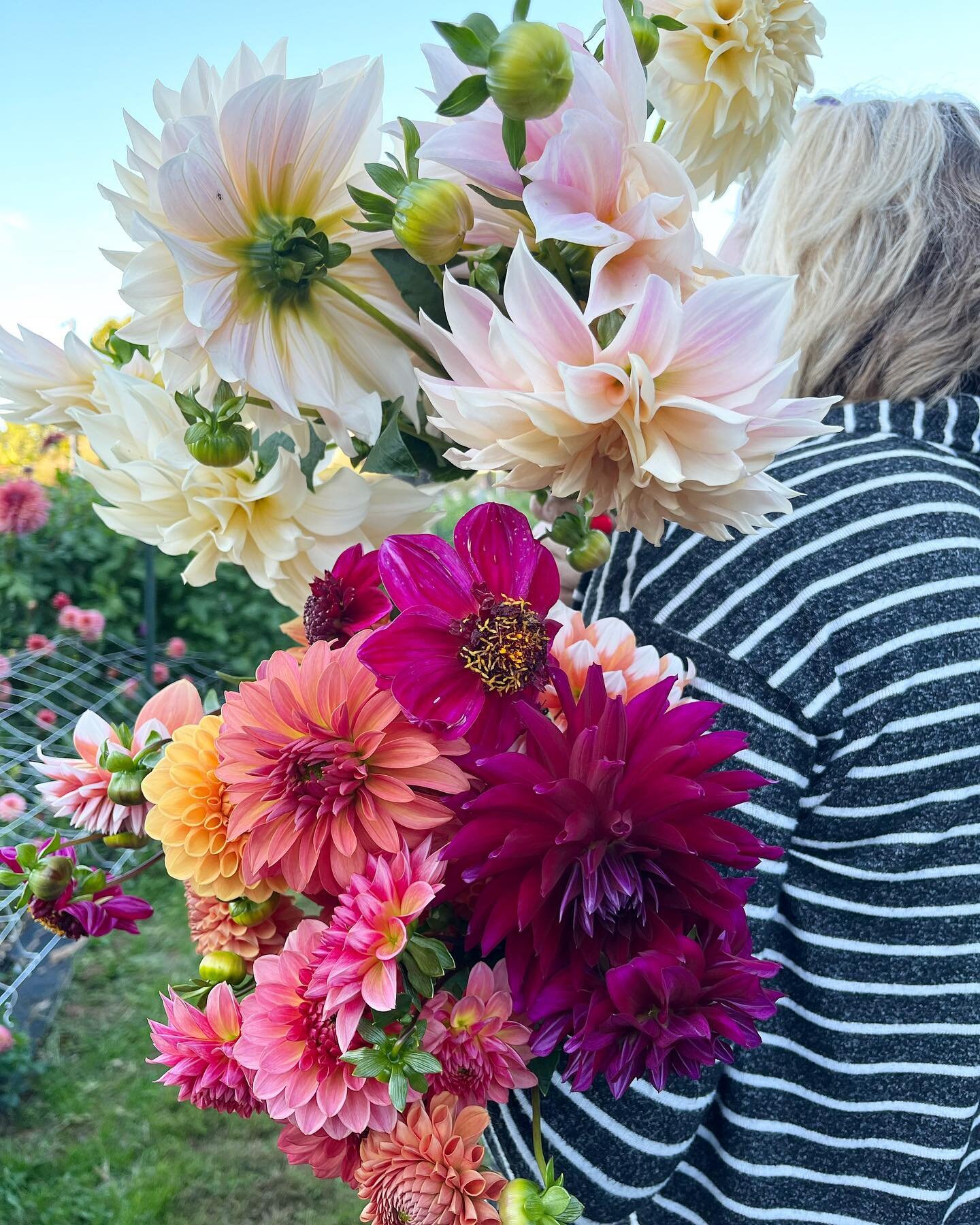 all the praises 🙌🏼 &mdash; the dahlias at the farm made it through the chilly weekend temps! 🥳 // @farmtocityflowers #dahlias #dahliaseason