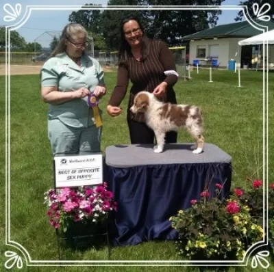 Nanooks second show received a Best Opposite Sex Puppy (Puppy Sweeps) at the Memorial Day 2016 show at 10 weeks old.