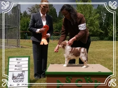 Nanooks first dog show at the age of 9 weeks took Best in Breed Puppy.