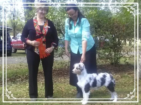 Best in Breed Puppy 2015 at 5 months old.