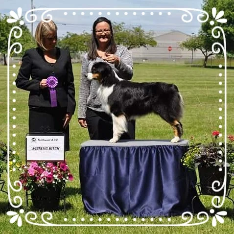 Juneau had a great weekend Memorial Day 2016. She received her first 4 point major as Winners Bitch and a Reserve Winners Bitch to a 3 point major.