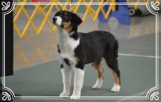 AKC Puppy Group 2