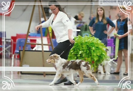Nanook took his class 3 times at the ASCA Nationals 2016