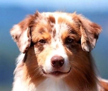 Screen Shot 2020-01-06 at 2.42.52 PM.png