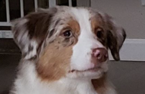 Screen Shot 2020-01-06 at 2.48.40 PM.png